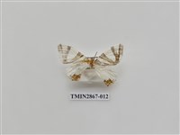 藏品(尺蛾592.1)的圖片